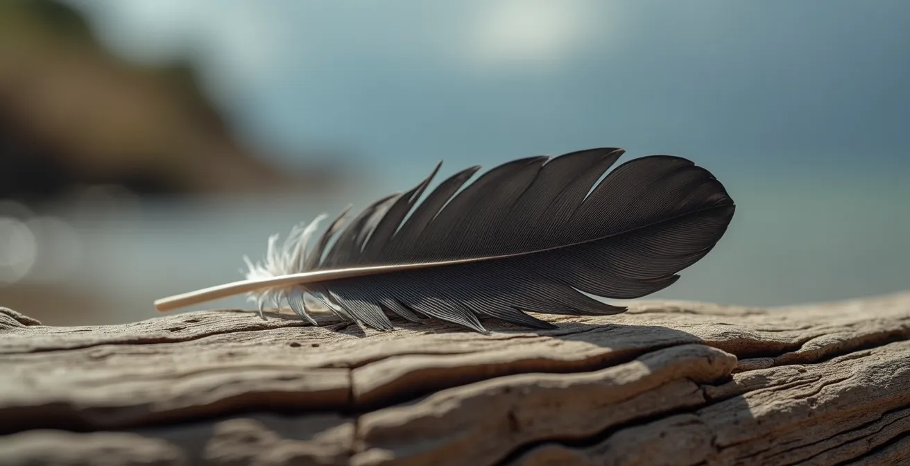 Plume d'oiseau sombre posée sur une surface en bois ancien, éclairée par une lumière naturelle créant des ombres douces